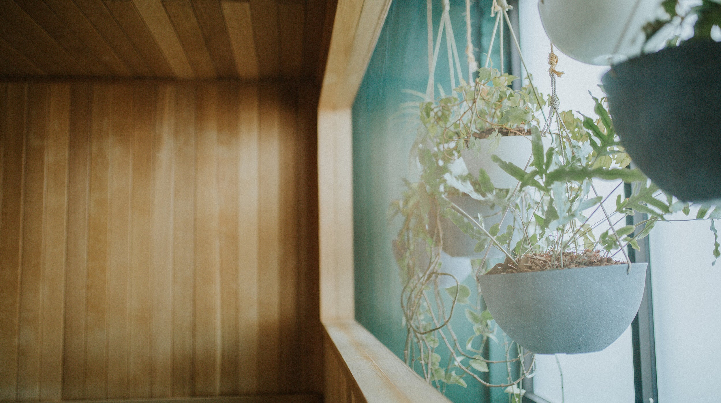 Sauna House Plants