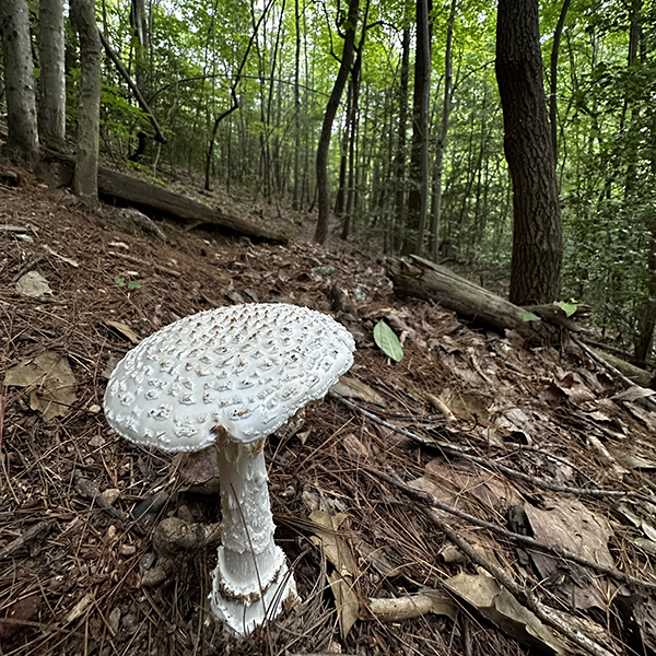 Pisgah National Forest, NC